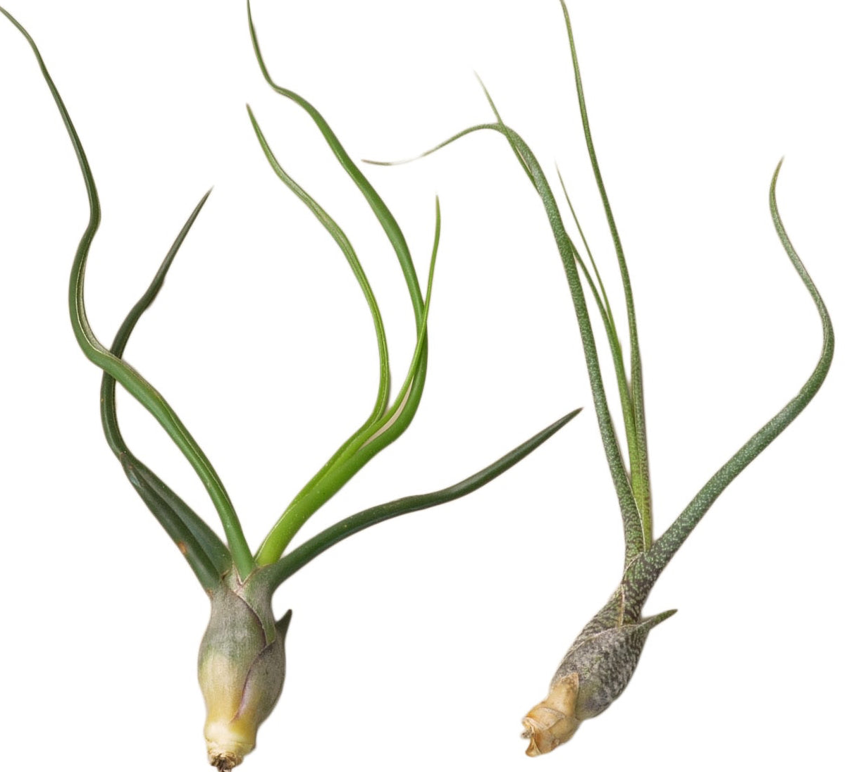 3 Large Tillandsia Air Plant Variety Pack