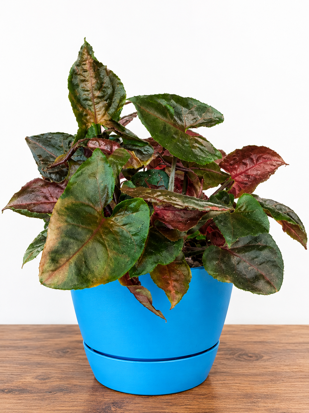 Syngonium Merry Maria