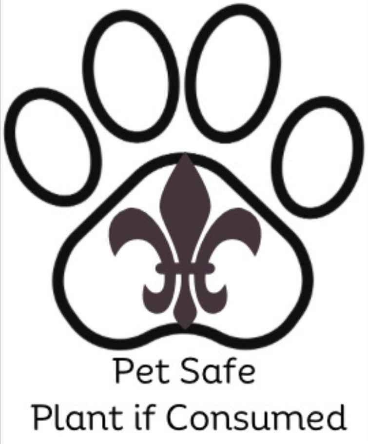 🐾Spider Plant Reverse