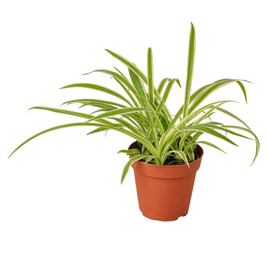 🐾Spider Plant Reverse