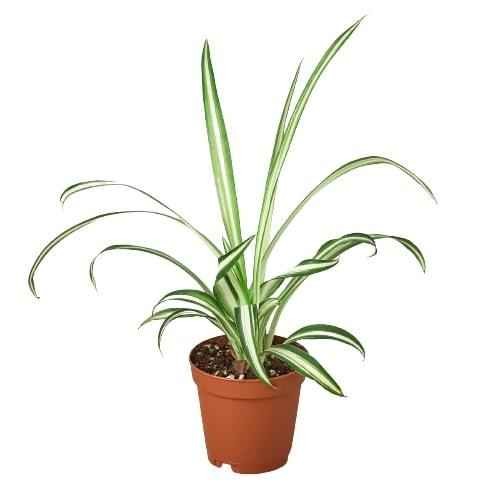 🐾Spider Plant Reverse