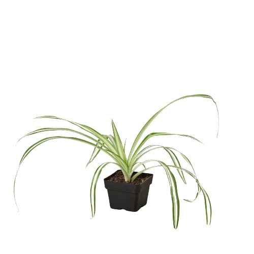 🐾Spider Plant Reverse