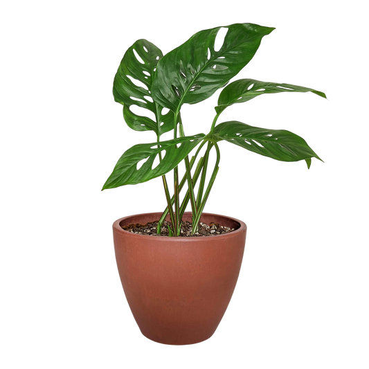 Monstera Adansonii 'Swiss Cheese'