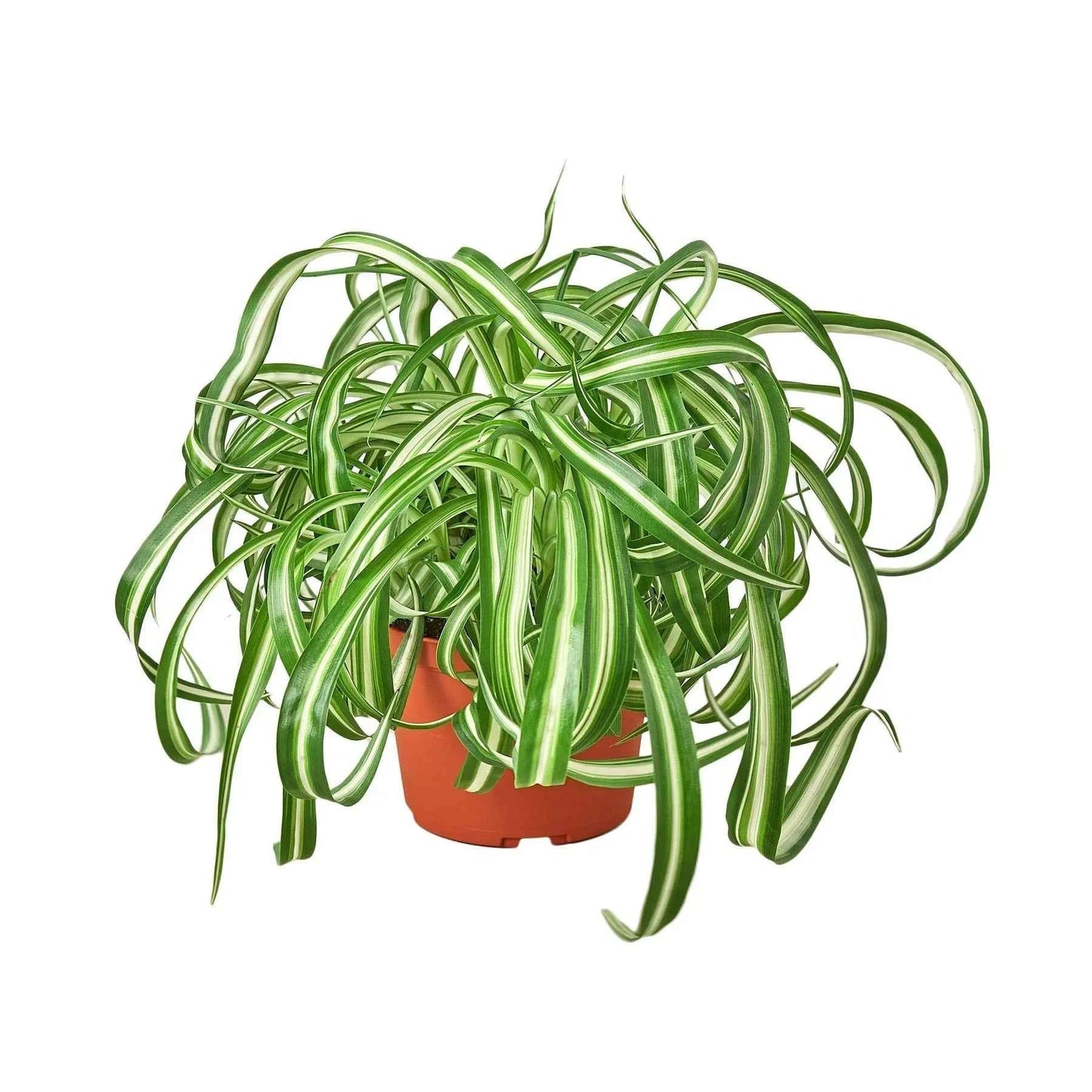 🐾Spider Plant 'Bonnie'