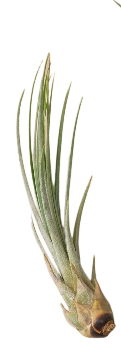 air plant variety pack 3 Large Tillandsia Air Plant Variety Pack – Teo Organix