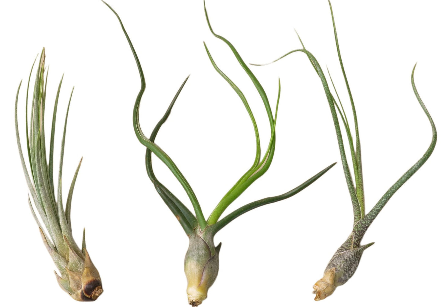 3 Large Tillandsia Air Plant Variety Pack