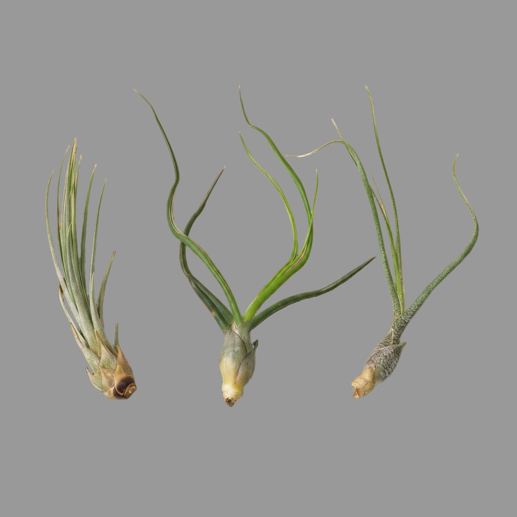 3 Large Tillandsia Air Plant Variety Pack