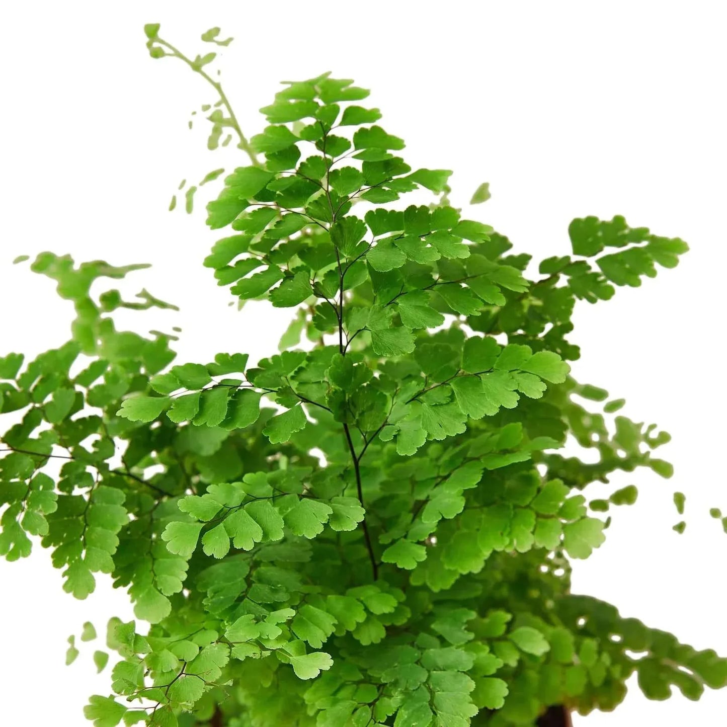🐾Maidenhair Fern