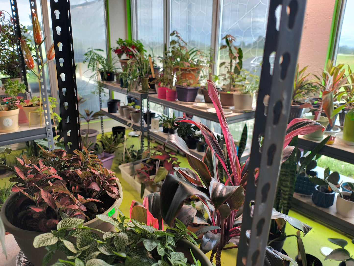 Plant Auction
