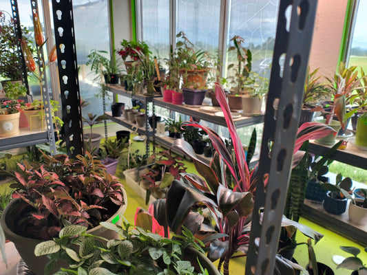 Plant Auction