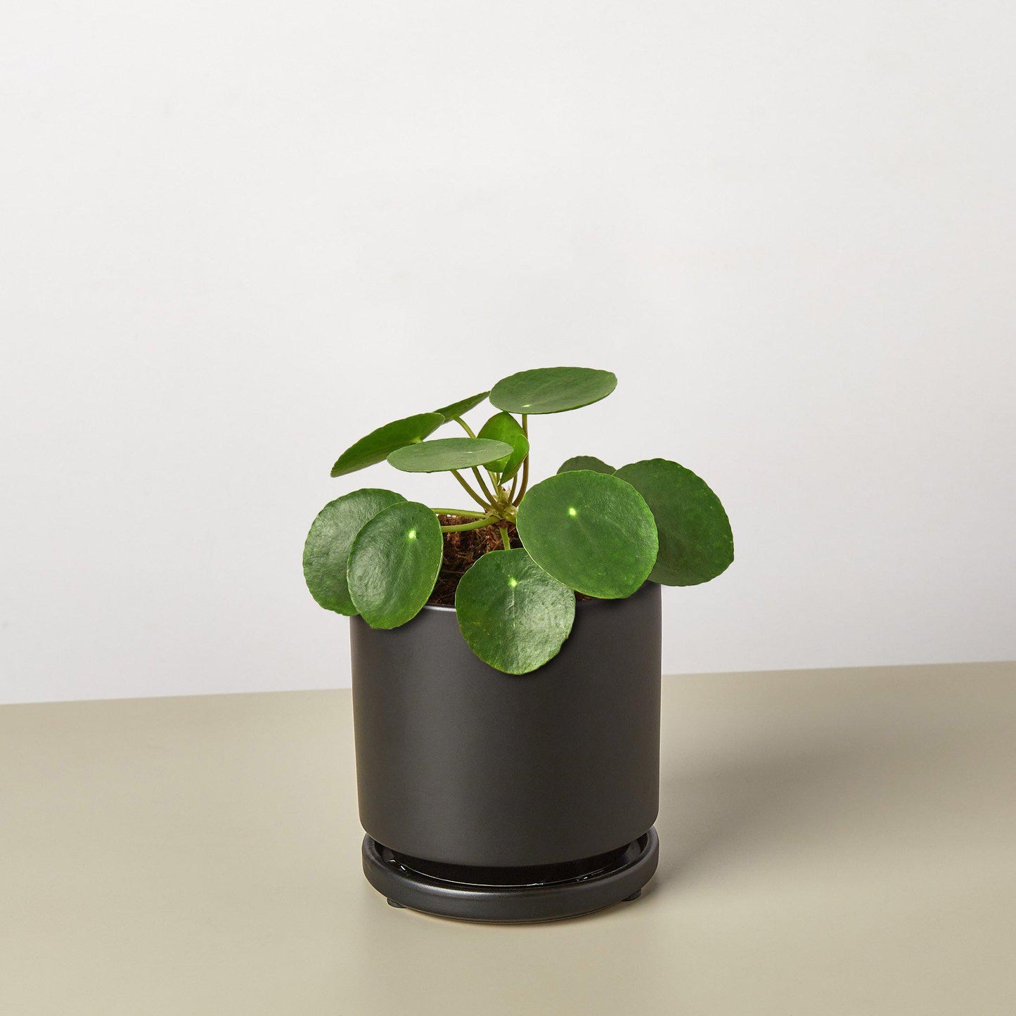 🐾Pilea Peperomioides 'Chinese Money'