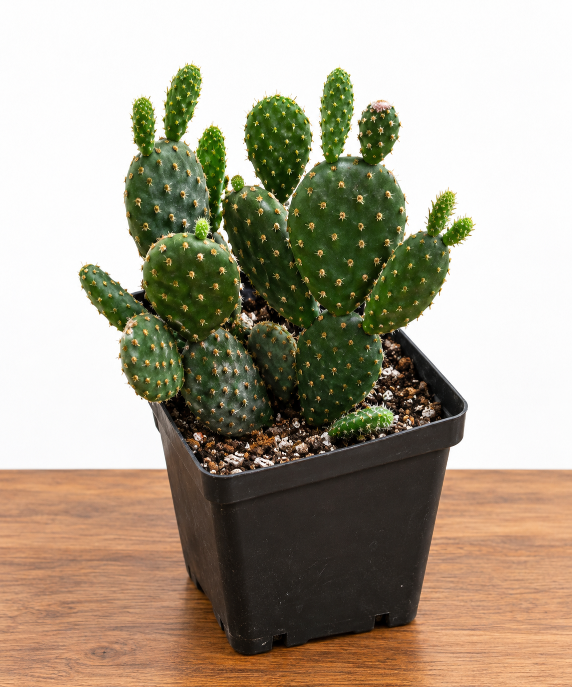 Bunny Ears Cactus