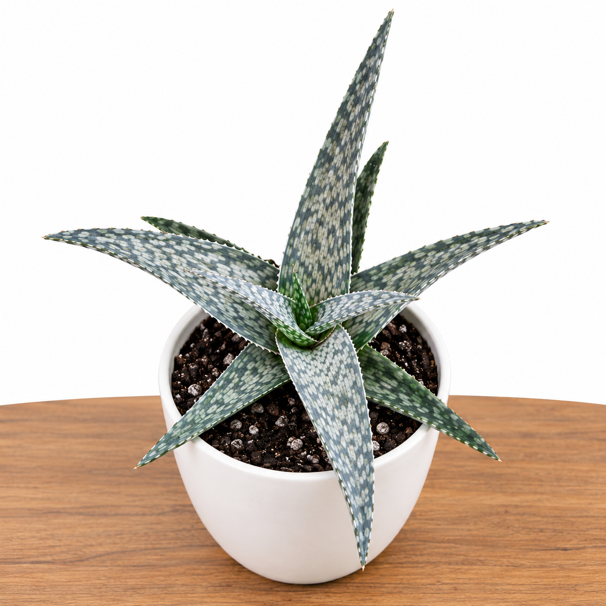 White Fox Aloe