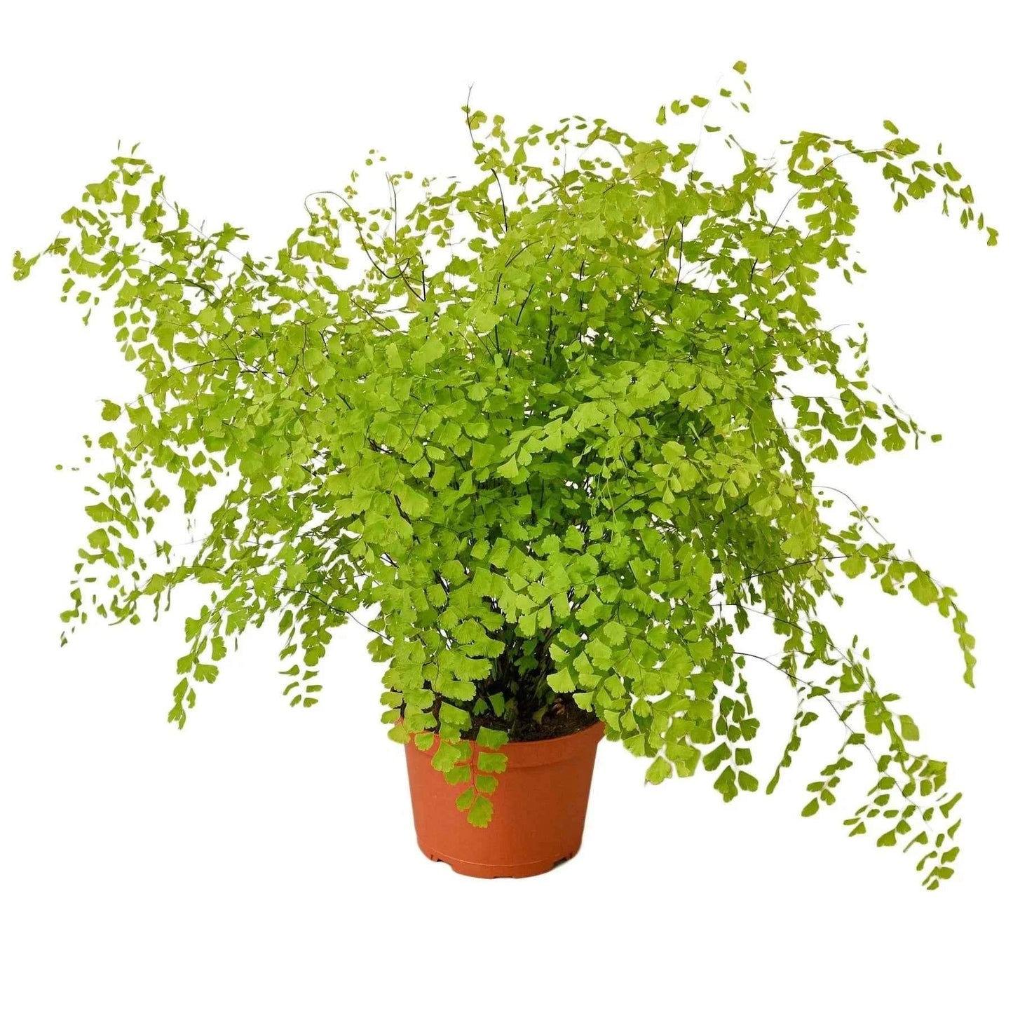 🐾Maidenhair Fern
