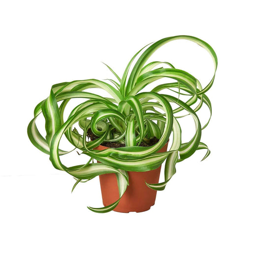 🐾Spider Plant 'Bonnie'
