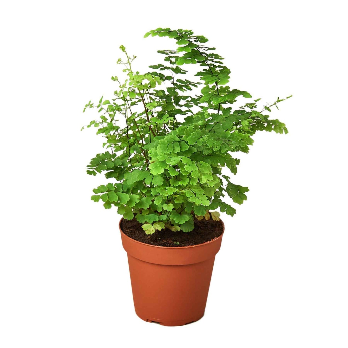 🐾Maidenhair Fern
