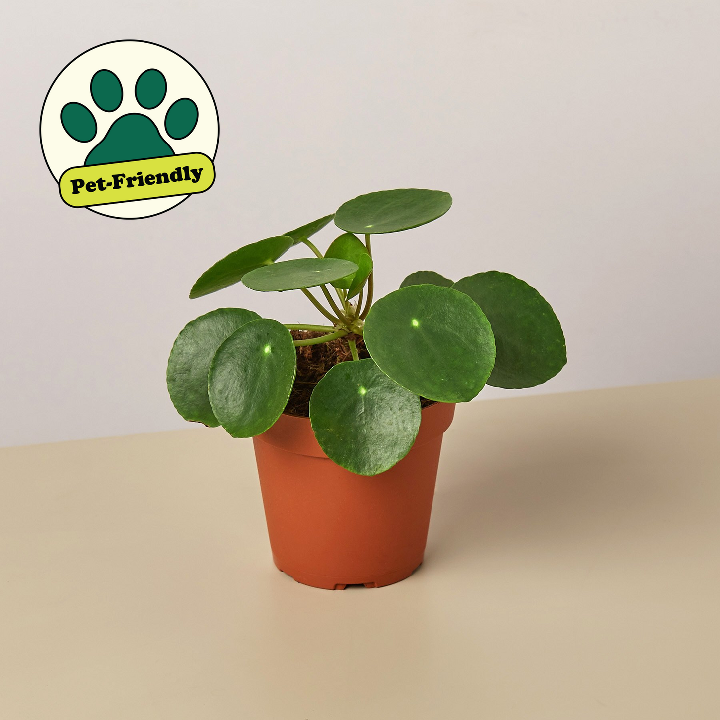 🐾Pilea Peperomioides 'Chinese Money'